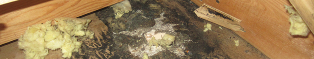 Mold Inspection and Sampling Services - Oswego, IL